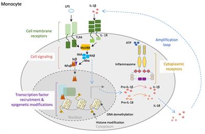 Genetic and Epigenetic Determinants in Autoinflammatory Diseases